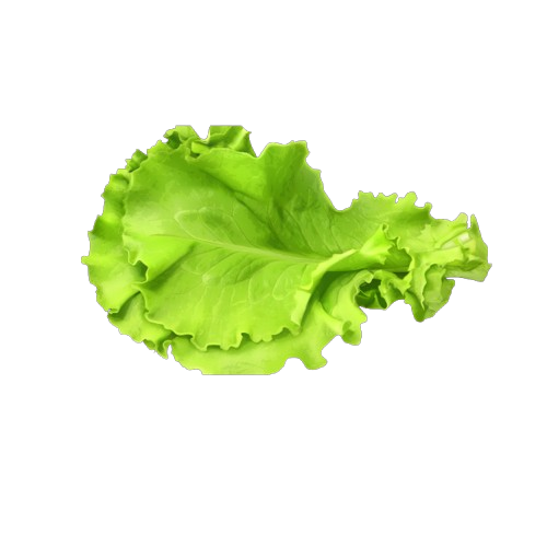 lettuce